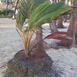 Возрождение пальмы, новый имплантант в старый пенек