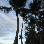 Вечерние пляжные пальмы