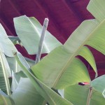 Так раскрывается пальмовый лист. Бананы отдыхают :)