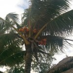 Кокосовые пальмы постоянно роняют спелые орехи