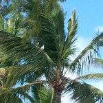 Непривычно видеть голубей на пальме